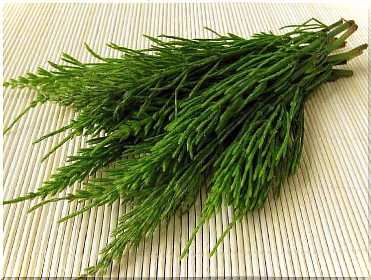 Horsetail tea against increased uric acid levels