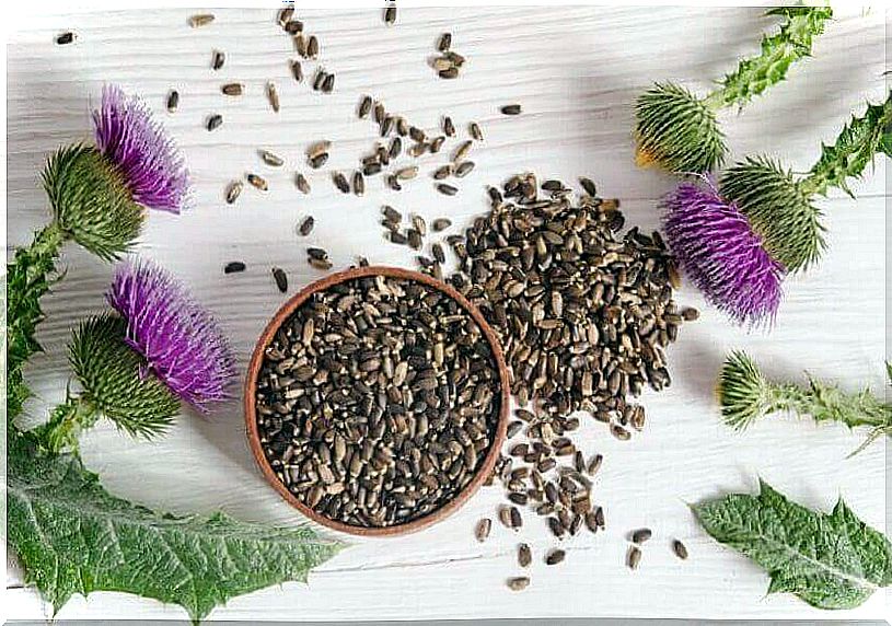 Indigestion teas contain milk thistle