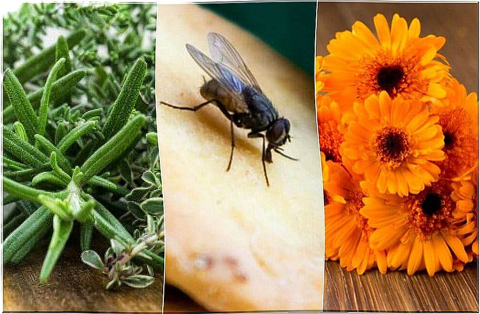 6 natural remedies for flies around the house