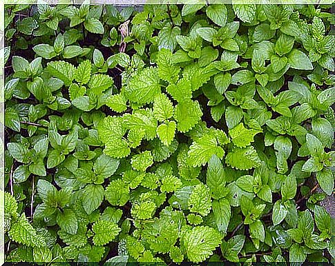 Mint against bad breath