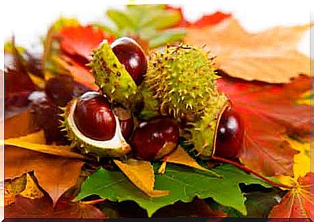 Horse chestnuts against spider veins