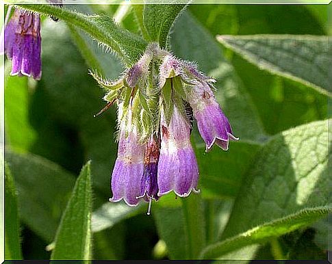 Comfrey against broken bones