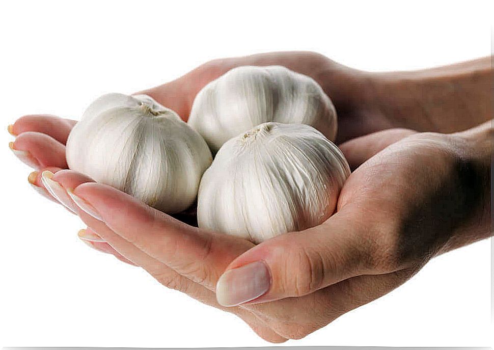 Garlic in health care