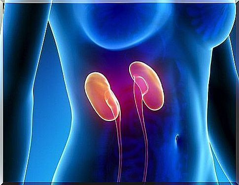 Kidney Functions and How to Get Rid of Kidney Stones