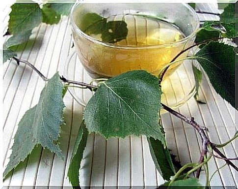 Get rid of kidney stones with birch leaf tea