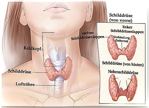 Goiter: enlargement of the thyroid gland