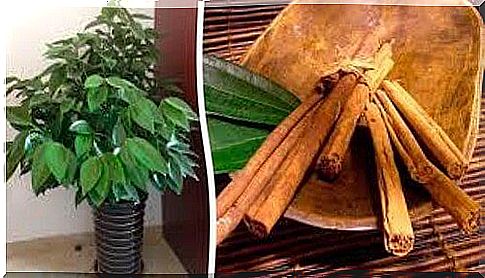 Grow your own cinnamon tree!