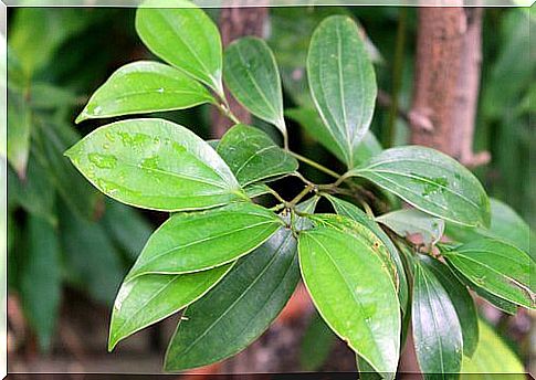 cinnamon tree