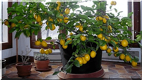 Grow lemon trees yourself