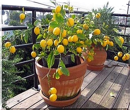 Flower pot with lemon tree