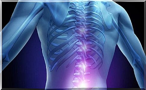 The human spine contains the spinal cord.