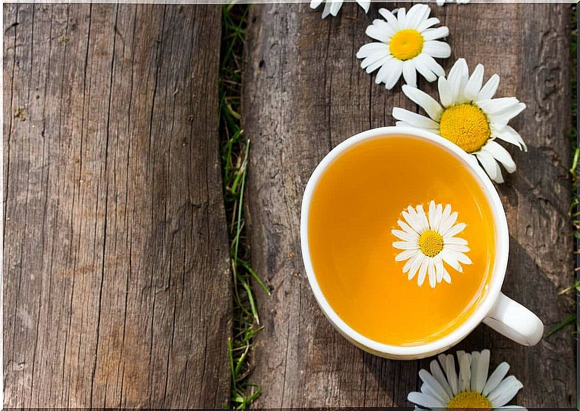 Chamomile cup flowers