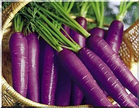 purple-carrot-in-the-basket