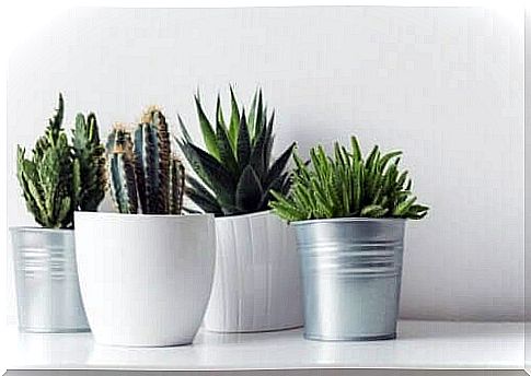 Cacti as a houseplant