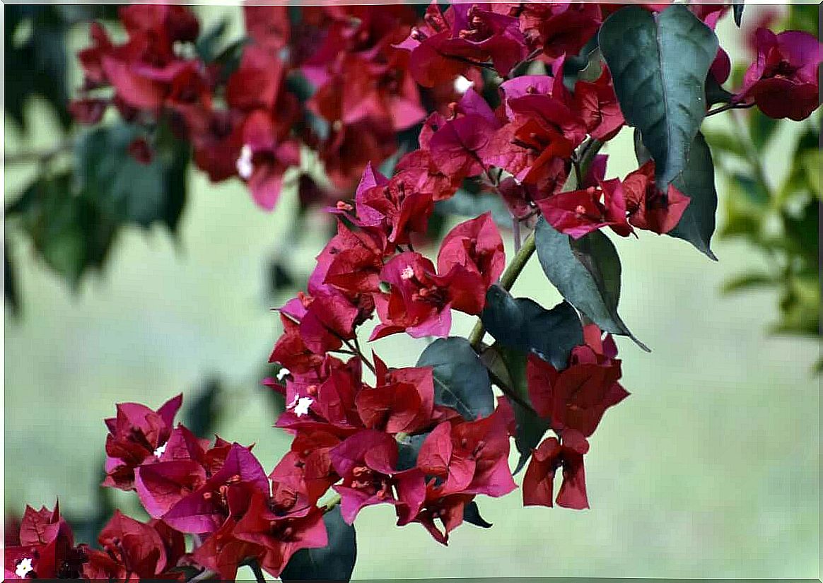 Bougainvilla is a robust plant