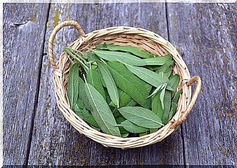 Sage as a remedy for the throat and voice