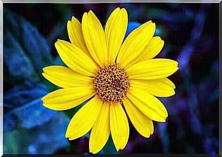 Arnica is a plant from the sunflower family