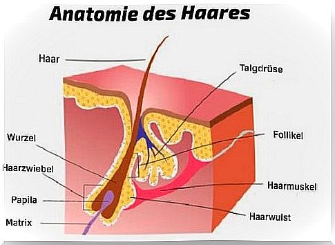 Hair anatomy