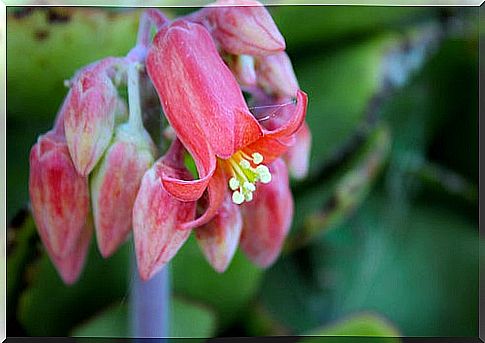 Kalanchoe